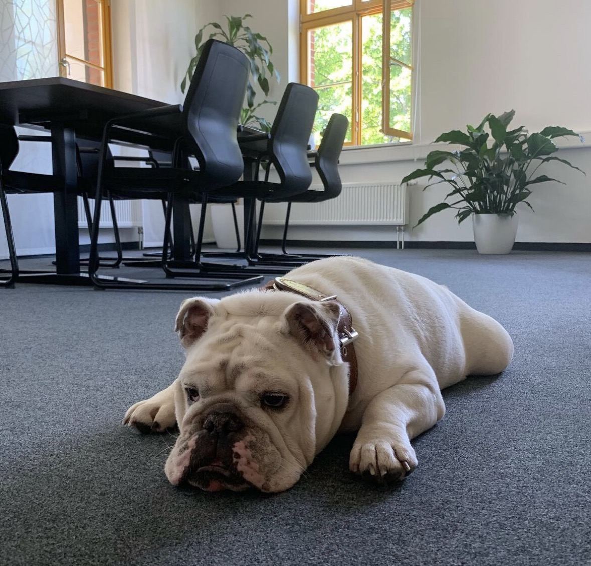 Elvis, unser Bürohund